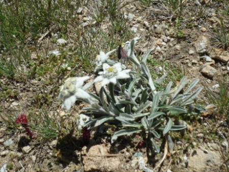 edelweiss